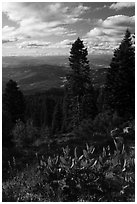 Corn Lilly and view near Grizzly Peak. Cascade Siskiyou National Monument, Oregon, USA ( black and white)