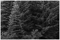 Close-up of dark conifer forest. Cascade Siskiyou National Monument, Oregon, USA ( black and white)