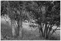 Oak woodland. Cascade Siskiyou National Monument, Oregon, USA ( black and white)