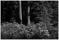 Shrubs in bloom and tree trunks, Surveyor Mountains. Cascade Siskiyou National Monument, Oregon, USA ( black and white)