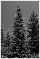 Fir tree with light green needles, Surveyor Mountains. Cascade Siskiyou National Monument, Oregon, USA ( black and white)