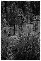 Ponderosa Pines in meadow. Cascade Siskiyou National Monument, Oregon, USA ( black and white)