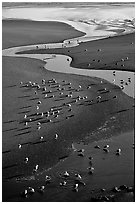 Stream on beach and seabirds, Pistol River State Park. Oregon, USA ( black and white)