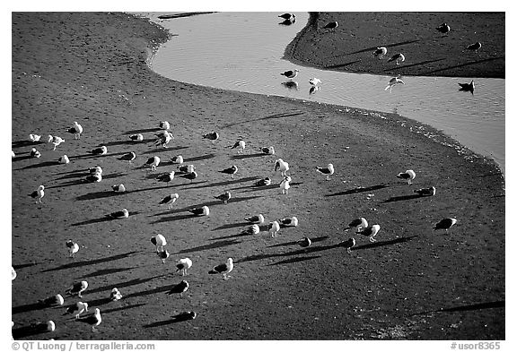 Seabirds and stream on beach. Oregon, USA (black and white)