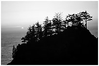 Trees on rock and ocean at sunset, Samuel Boardman State Park. Oregon, USA (black and white)