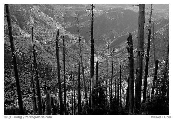 Tree squeletons and valley at the Edge. Mount St Helens National Volcanic Monument, Washington (black and white)