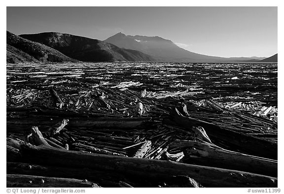 Knocked tree trunks cover Spirit Lake. Mount St Helens National Volcanic Monument, Washington (black and white)