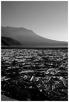 Layer of dead trees on Spirit Lake, and Mt St Helens. Mount St Helens National Volcanic Monument, Washington ( black and white)