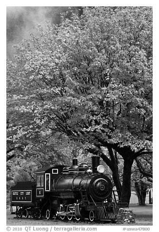 Locomotive under tree in fall foliage, Newhalem. Washington