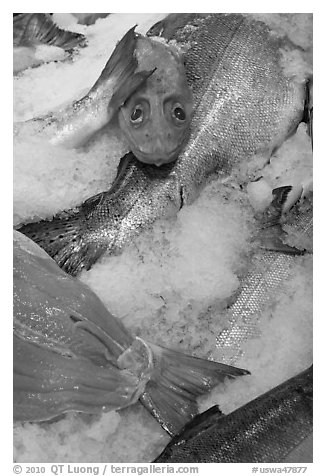 Fresh salmon for sale, Pike Place Market. Seattle, Washington (black and white)