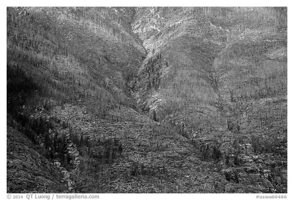 Slopes with burned trees and fall foliage, Lake Chelan. Washington (black and white)