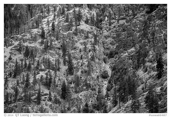 Mix of conifers and deciduous trees in autumn on rocky slopes, Lake Chelan. Washington (black and white)