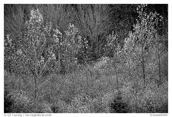 Trees in autumn near Snoqualmie Pass. Washington (black and white)