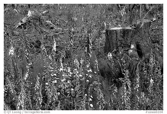 Close-up of tree stumps and wildflowers, Olympic Peninsula. Olympic Peninsula, Washington