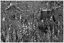 Close-up of tree stumps and wildflowers, Olympic Peninsula. Olympic Peninsula, Washington (black and white)