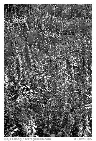 Close-up of wildflowers in clear-cut area. Olympic Peninsula, Washington (black and white)