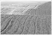 Undulating field with plowing patterns, The Palouse. Washington (black and white)