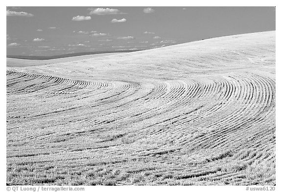 Yellow field with curved plowing patterns, The Palouse. Washington (black and white)