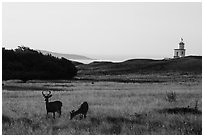 Deer, meadow and Cattle Point Lighthouse at sunrise, San Juan Island. Washington ( black and white)