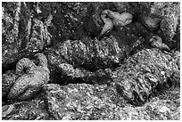 Seastars in rock crevice at low tide, Indian Island, San Juan Islands National Monument, Orcas Island. Washington ( black and white)