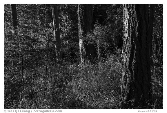 Forest with late light, San Juan Islands National Monument, Lopez Island. Washington (black and white)