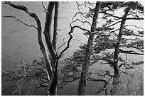 Madrone and pine trees, Watmough Bay, San Juan Islands National Monument, Lopez Island. Washington ( black and white)