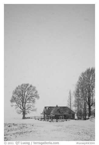 Historic house and bare trees in snow blizzard. Jackson, Wyoming, USA (black and white)