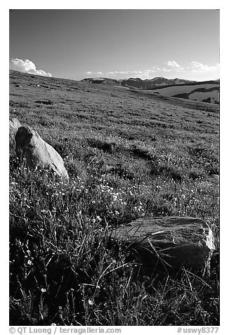 Summer alpine meadow and rocks, late afternoon, Beartooth Range, Shoshone National Forest. Wyoming, USA (black and white)