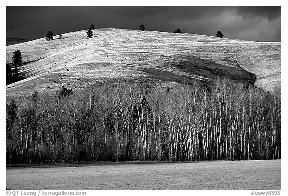 Trees and hills in late fall. Wyoming, USA (black and white)