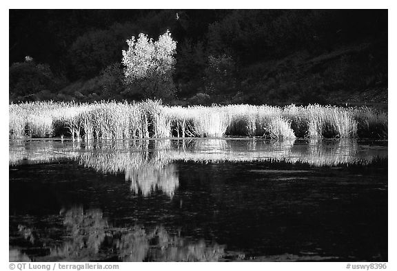 Grasses along the Snake River in late afternoon light. Wyoming, USA