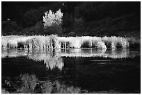 Grasses along the Snake River in late afternoon light. Wyoming, USA ( black and white)