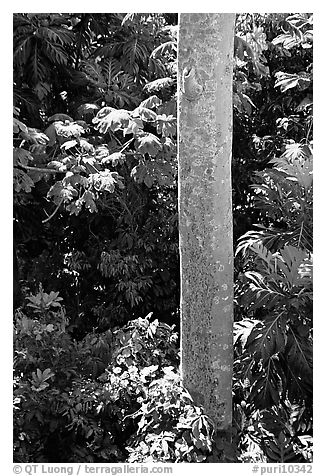 Tropical tree trunk, El Yunque, Carribean National Forest. Puerto Rico (black and white)