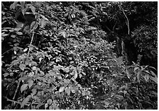 Flowers, lush foliage, and waterfall in rain forest, El Yunque, Carribean National Forest. USA ( black and white)