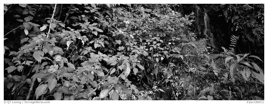 Tropical forest scenery with flowers and waterfall. Puerto Rico (black and white)