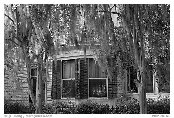Spanish moss covered trees and windows. Selma, Alabama, USA (black and white)
