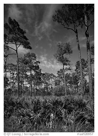 Palmeto and tall pine trees, Corkscrew Swamp. USA (black and white)
