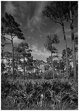 Palmeto and tall pine trees, Corkscrew Swamp. Corkscrew Swamp, Florida, USA (black and white)