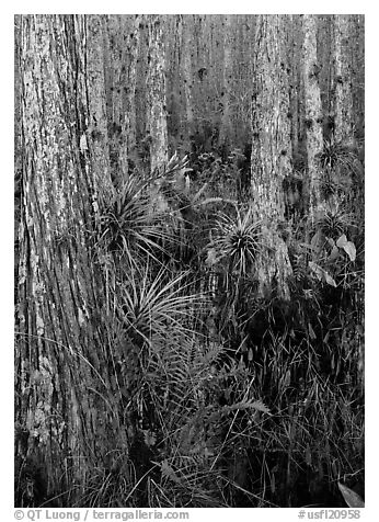 Bromeliads in cypress swamp, Corkscrew Swamp. USA (black and white)