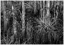 Bromeliads and cypress growing in swamp, Corkscrew Swamp. USA ( black and white)