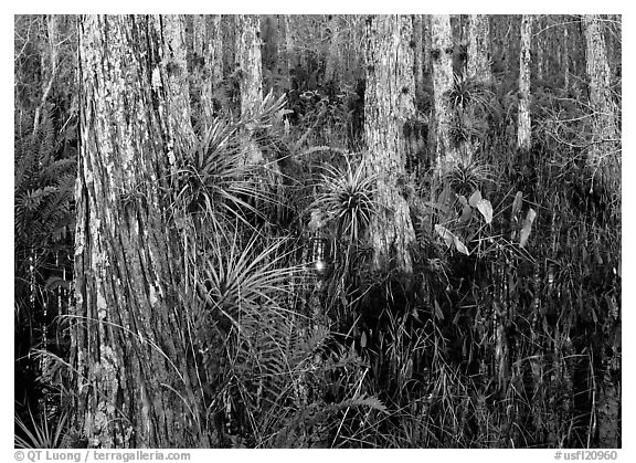 Swamp with cypress and bromeliad flowers, Corkscrew Swamp. USA (black and white)