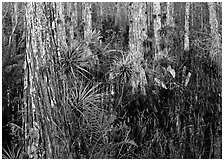 Swamp with cypress and bromeliad flowers, Corkscrew Swamp. USA ( black and white)