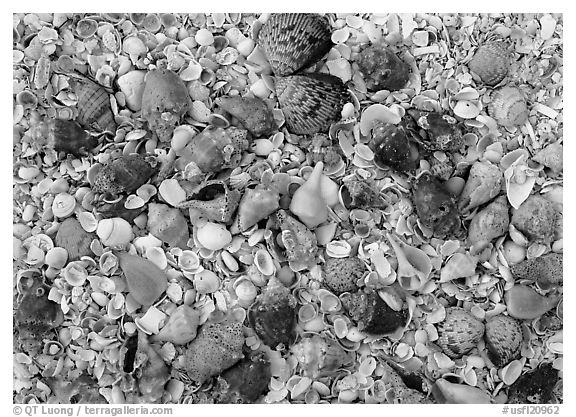 Close-up of shells, Sanibel Island. USA (black and white)