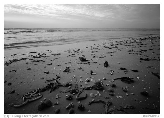 Shells and seaweeds freshly deposited on beach, Sanibel Island. USA (black and white)