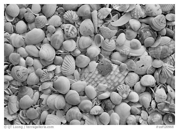 Close-up of shells with pastel colors, Sanibel Island. USA (black and white)