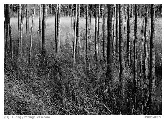 Grasses and trees at edge of swamp, Corkscrew Swamp. Corkscrew Swamp, Florida, USA (black and white)