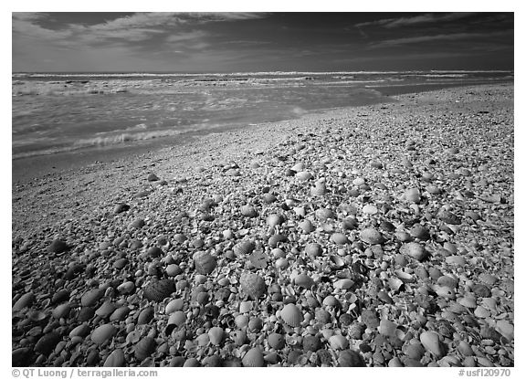 Beach covered with sea shells, sunrise. USA (black and white)