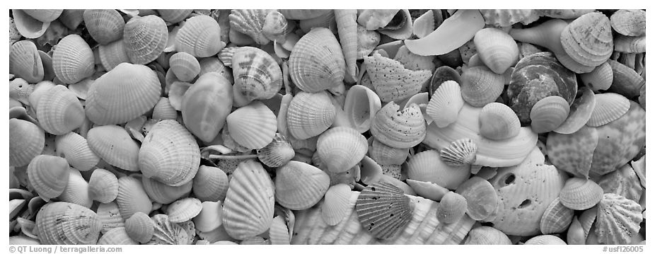 Sea shell carpet close-up, Sanibel Island. Florida, USA (black and white)