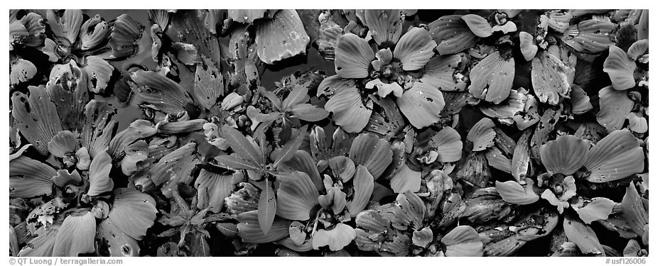 Swamp aquatic plants close-up. Corkscrew Swamp, Florida, USA (black and white)
