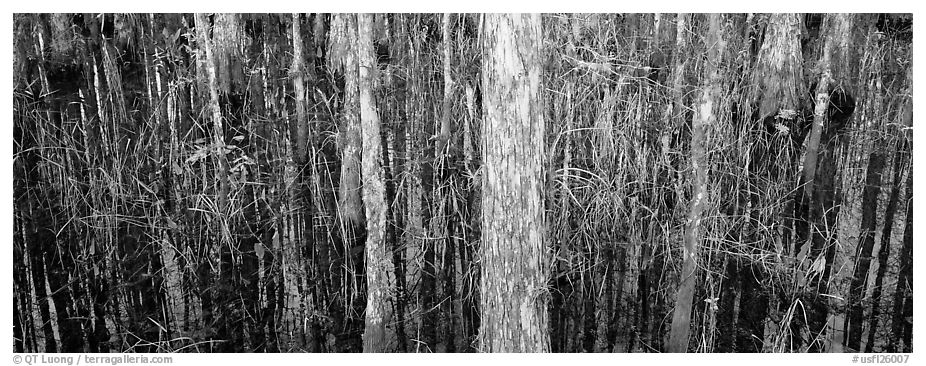 Swamp scenery with cypress. Corkscrew Swamp, Florida, USA (black and white)