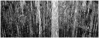 Swamp scenery with cypress. Corkscrew Swamp, Florida, USA (Panoramic black and white)